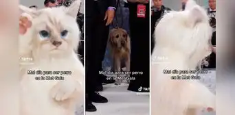 Met Gala 2023: perro se infiltra en la presentación de Jared Leto y su reacción es viral Met Gala 2023: perro se infiltra en la presentación de Jared Leto y su reacción es viral