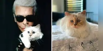 Conoce más sobre Choupette, la gata de Karl Lagerfeld que acompañó al diseñador en sus últimos años de vida Conoce más sobre Choupette, la gata de Karl Lagerfeld que acompañó al diseñador en sus últimos años de vida