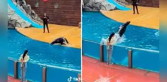 Lobo marino se niega a saludar con un beso a una participante durante su show: “La dejó ilusionada”