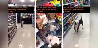 Perro ladra a su dueño para que le compre su juguete favorito: "Es un hijo más" Perro ladra a su dueño para que le compre su juguete favorito: "Es un hijo más"