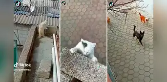 ¡Por un pelito! Gatito se salva de caer por un balcón y morir devorado por perros callejeros ¡Por un pelito! Gatito se salva de caer por un balcón y morir devorado por perros callejeros