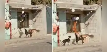 Perritos se divierten con globos en la calle y enternecen en redes sociales: “Divinos”