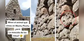 Turistas visitan Machu Picchu y quedan maravillados al ver una vizcacha: "¿La mascota de los incas?"