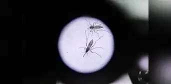 Dengue avanza y pone en alerta a autoridades del norte Dengue avanza y pone en alerta a autoridades del norte