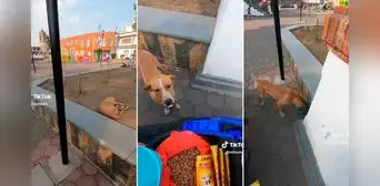 Joven hace delivery para llevar comida a perritos de la calle: "Gran labor" Joven hace delivery para llevar comida a perritos de la calle: "Gran labor"
