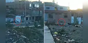 ¡Causó revuelo! Venado silvestre transitaba por calles de Cerro Colorado en Arequipa