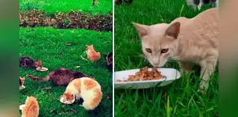 Alcalde de Miraflores anunció que cuidarán a los gatos que viven en el Parque Kennedy