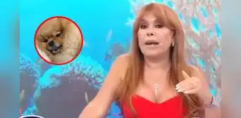 Magaly contrata 2 internistas para cuidar a su perrita Chanel tras cesárea: "No quiero que sufra"
