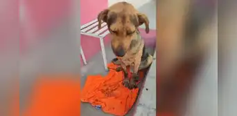 Fallece Stich, el perrito que sufrió una paliza solo por robar comida de panadería Fallece Stich, el perrito que sufrió una paliza solo por robar comida de panadería