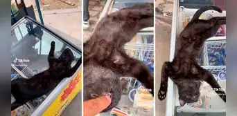 Gatito duerme sobre una congeladora de helados y enternece en redes sociales: “Qué lindo”