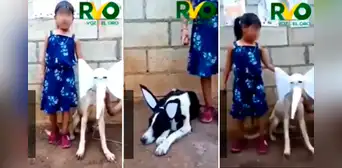Niña disfraza a sus 2 perros para narrar el cuento del elefante Bernardo y el burro Cándido Niña disfraza a sus 2 perros para narrar el cuento del elefante Bernardo y el burro Cándido