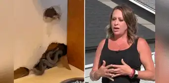 Mujer se muda a su nueva casa en EE. UU., pero descubre 10 serpientes escondidas en las paredes Mujer se muda a su nueva casa en EE. UU., pero descubre 10 serpientes escondidas en las paredes