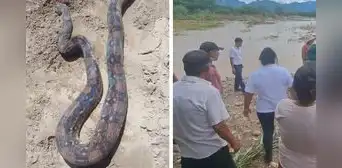 Lambayeque: serpiente de más de 2 metros merodea entre viviendas y asusta a pobladores