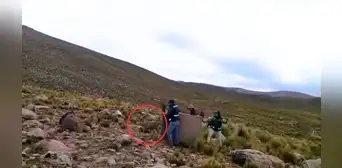 ¡Final feliz! Venado silvestre que caminaba por calles de Arequipa fue devuelto a su hábitat