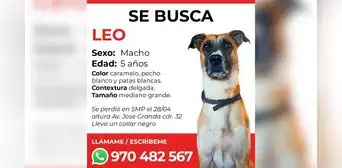 Familia pide ayuda para encontrar a su mascota perdida en San Martín de Porres Familia pide ayuda para encontrar a su mascota perdida en San Martín de Porres