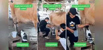 Enseñaba a jóvenes a ordeñar una vaca y un gatito quiso hacer “control de calidad” de la leche