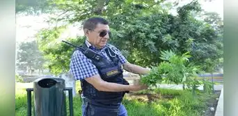 Cultivaban marihuana en pleno centro de Piura