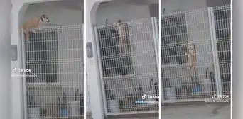 Perrito sorprende a usuarios con su habilidad para cruzar las rejas: “Qué intrépido”
