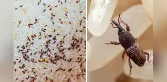 ¿Por qué aparecen gorgojos en el arroz y cómo puedo eliminarlos?