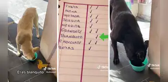 Mujer pasa lista a los perritos callejeros que se acercan a comer en su negocio: “¡Qué buen corazón!” Mujer pasa lista a los perritos callejeros que se acercan a comer en su negocio: “¡Qué buen corazón!”