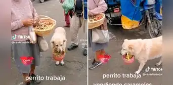 Perrita vende caramelos junto a su dueña a pesar de cojear y conmueve las redes sociales Perrita vende caramelos junto a su dueña a pesar de cojear y conmueve las redes sociales
