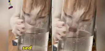 Gato sorprende al meter toda su cabeza en un vaso para tomar agua y se vuelve viral: “Sed”