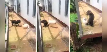 Conejo ‘ataca' a perrito y crean una bochornosa escena en redes: “¿Quién va a morder a quién?”