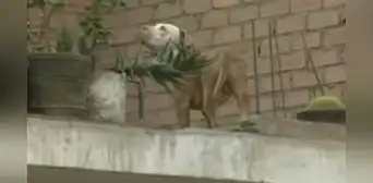 SJL: perro pitbull que habría sido abandonado causa pánico entre vecinos