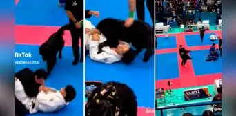 Perrito interrumpe competencia de jiu-jitsu al ver a su dueño en el suelo: "Quería poner paz" Perrito interrumpe competencia de jiu-jitsu al ver a su dueño en el suelo: "Quería poner paz"