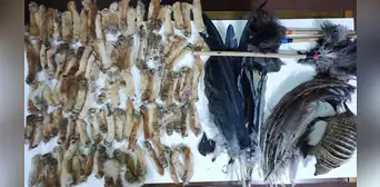 Serfor decomisó 184 partes de animales silvestres y 7 taxidermizados de Feria las Alasitas en Puno