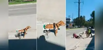 Regalan silla de ruedas a perrito callejero y termina ‘atropellando’ a transeúnte: “Sí funciona” Regalan silla de ruedas a perrito callejero y termina ‘atropellando’ a transeúnte: “Sí funciona”