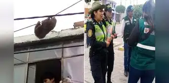 Alertan presencia de oso perezoso en Arequipa, pero no lo encuentran:  lo habrían escondido