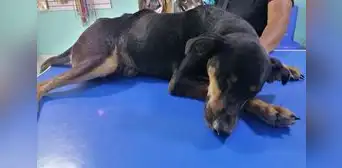 Piden ayuda para perro quemado con agua hervida en Piura Piden ayuda para perro quemado con agua hervida en Piura