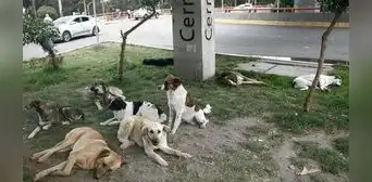 Familias que críen más de 3 perros en Arequipa serán sancionados hasta con S/495 a Familias que críen más de 3 perros en Arequipa serán sancionados hasta con S/495 a
