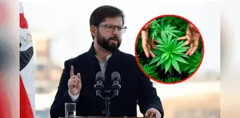 Gabriel Boric respalda a quienes cultivan el cannabis para uso medicinal: "No son delincuentes" Gabriel Boric respalda a quienes cultivan el cannabis para uso medicinal: "No son delincuentes"