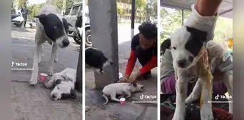Perrita pide ayuda para que rescaten a su cachorro herido: “Cómo llora la madre”