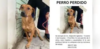 Familia pide ayuda para encontrar a su mascota perdida en Chorrillos Familia pide ayuda para encontrar a su mascota perdida en Chorrillos