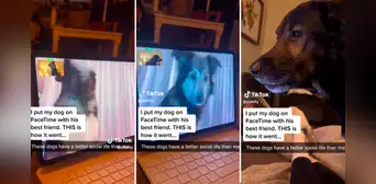 Perrito 'hace videollamada' con su mejor amigo y enternece en redes: "Los amo" Perrito 'hace videollamada' con su mejor amigo y enternece en redes: "Los amo"