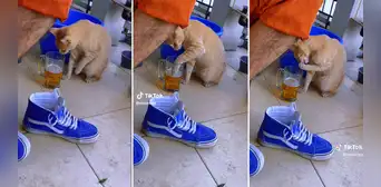 Gatito prueba cerveza del vaso de su dueño y se vuelve viral :” El michi bebedor” Gatito prueba cerveza del vaso de su dueño y se vuelve viral :” El michi bebedor”