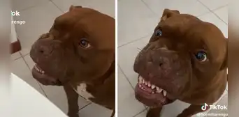 Pitbull imita a gato que le gruñe y enternece en redes sociales: “Qué hermoso”