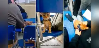Joven lleva a su gatito a clases y enternece en redes: "El más inteligente del salón"