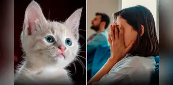 Le pidió el divorcio a su esposo por regalar a su gato sin su permiso mientras estaba de viaje