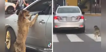 Perrito persigue a un taxi desesperadamente y es viral en redes sociales Perrito persigue a un taxi desesperadamente y es viral en redes sociales