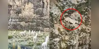 Turistas temieron lo peor cuando vieron un puma durante tour en Tacna: “Un lindo gatito” Turistas temieron lo peor cuando vieron un puma durante tour en Tacna: “Un lindo gatito”