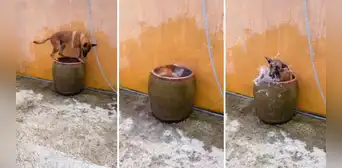 Perrito sorprende con su habilidad para bucear en un barril: “Es maravilloso” Perrito sorprende con su habilidad para bucear en un barril: “Es maravilloso”