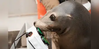 León marino sorprende en el mundo de los videojuegos gracias a su habilidad con los mandos León marino sorprende en el mundo de los videojuegos gracias a su habilidad con los mandos