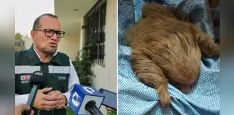 Oso perezoso fue hallado con hipotermia y anemia severa en Arequipa Oso perezoso fue hallado con hipotermia y anemia severa en Arequipa