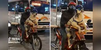 Perrito motociclista causa furor junto a su dueño en Cusco: “¡Qué ternura!” Perrito motociclista causa furor junto a su dueño en Cusco: “¡Qué ternura!”