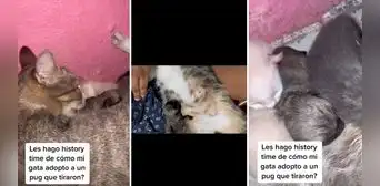 Gatita adopta a un pug y usuarios se emocionan: “¿El perrito maulla?” Gatita adopta a un pug y usuarios se emocionan: “¿El perrito maulla?”