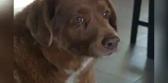 ¡Bobi cumple 31! El perrito con el récord Guinness al más longevo del mundo está de cumpleaños ¡Bobi cumple 31! El perrito con el récord Guinness al más longevo del mundo está de cumpleaños